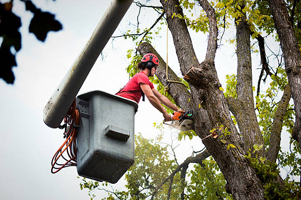 Best Tree Cabling and Bracing  in Boulder City, NV